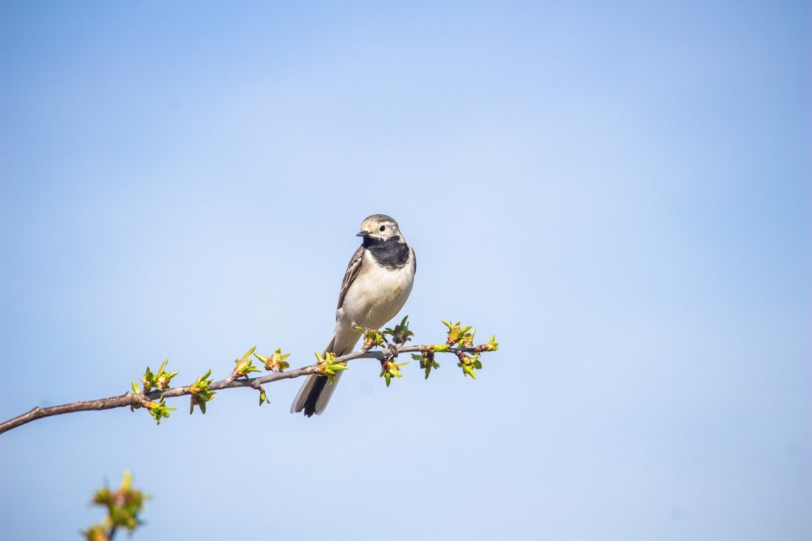 wagtail